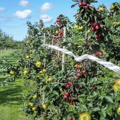 Putnu Atbaidītājs - Lente 45m | Bird Scarer Tape Repest (2)