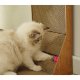 Stūra skrāpis ar rotaļlietu kaķiem, vertikāls kartona kaķu nagu asināmais Purlov | Cat Corner Scratcher with Toy