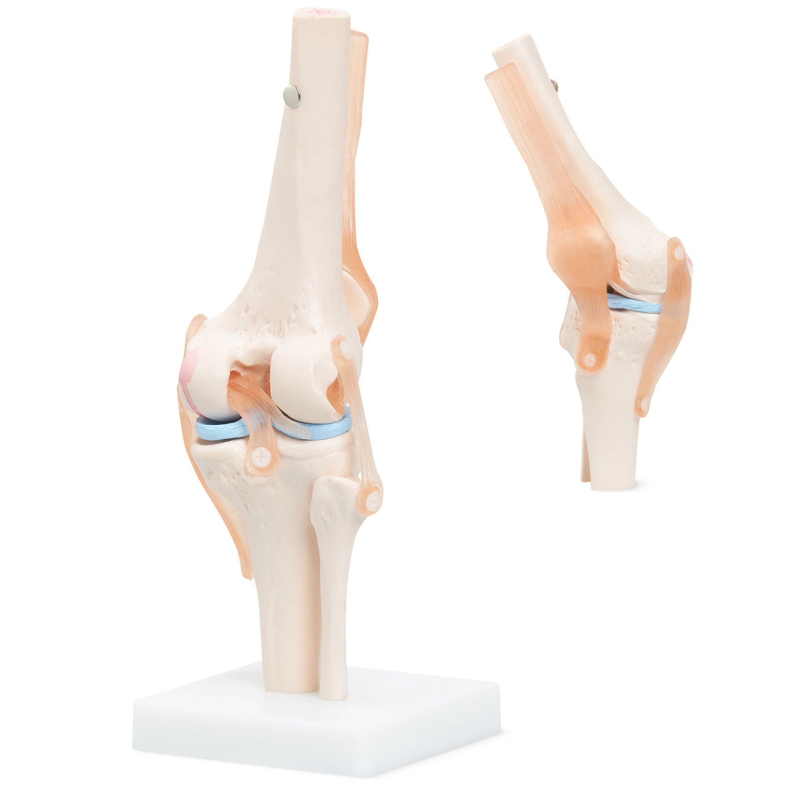 Anatomisks ceļa locītavas modelis 4FIZJO, 1:1 mērogs