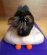 Masāžas Lakrosa Bumbiņa Jogas Fitnesa Bumba Terapija | Massage Therapy Trigger Point Yoga Lacrosse Roller Balls...