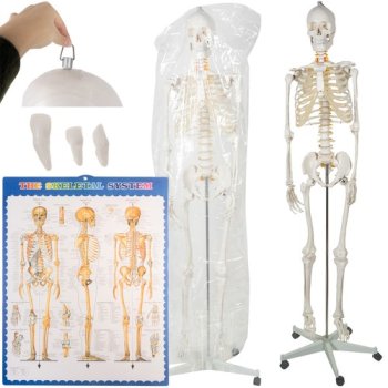 Анатомическая модель скелета человека 170 см, на подставке | Anatomical model of the human skeleton